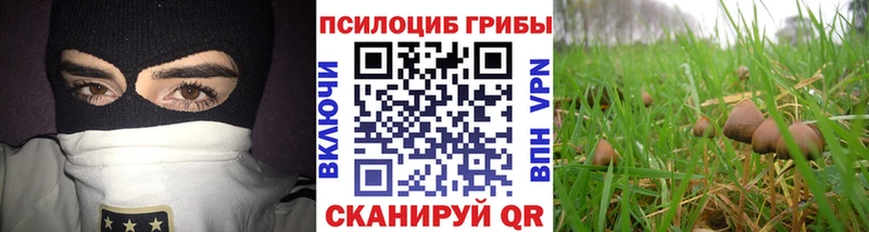 darknet телеграм  где купить   Уссурийск  Псилоцибиновые грибы мицелий 